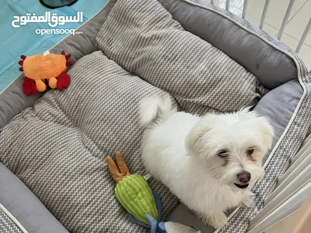 Very health and nice dog maltese عدنا جميع ملتزماته وشهادة طعيم للتبرع