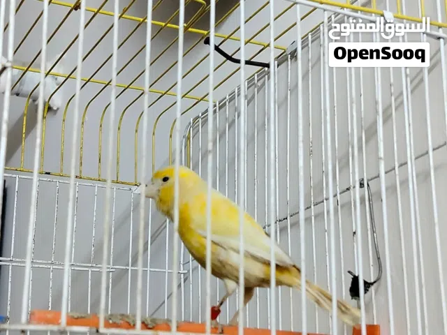 متاح كناري فول ميسكت كومه بيه نغمات