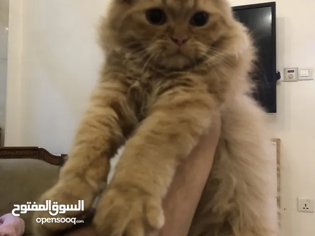 قطط للتبني شانشيلا والاب شيرازي