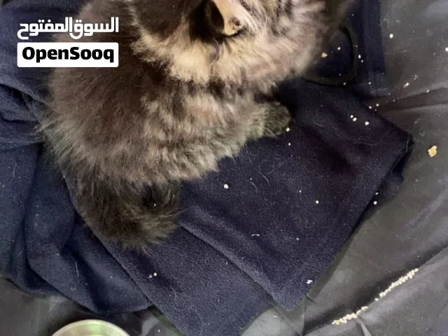 قطة شيرازي للبيع