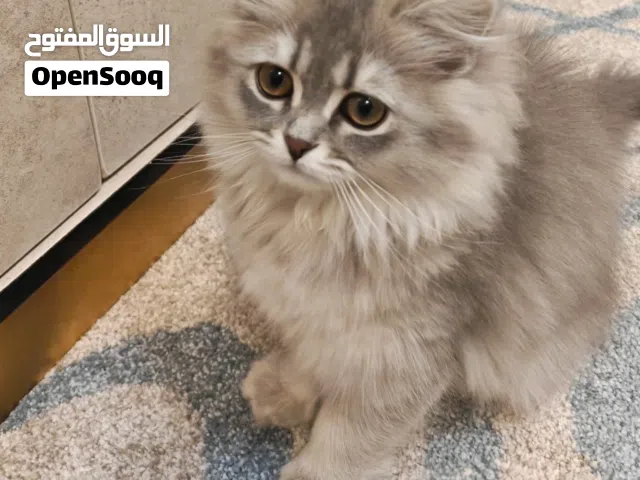 للبيع عائلة قطط مميزة (أب سكوتش أم شيرازية)