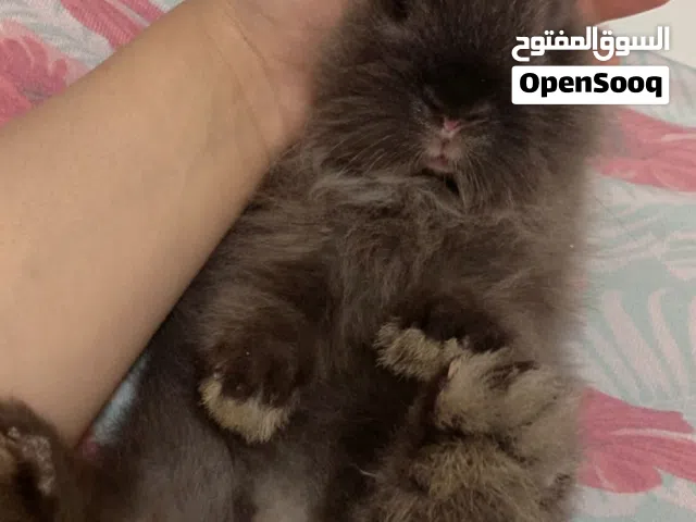 ارانب نوع هنقورا ذكر وثنتين اناثي مطعمات تطعيم معوي ودموي تنفع للانتاج بعد شهرين أو تربية للمنزل