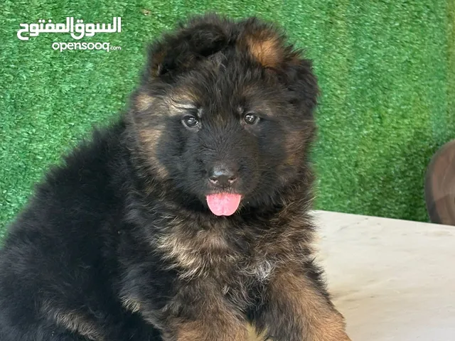 جراو جيرمن شيبرد شولاين