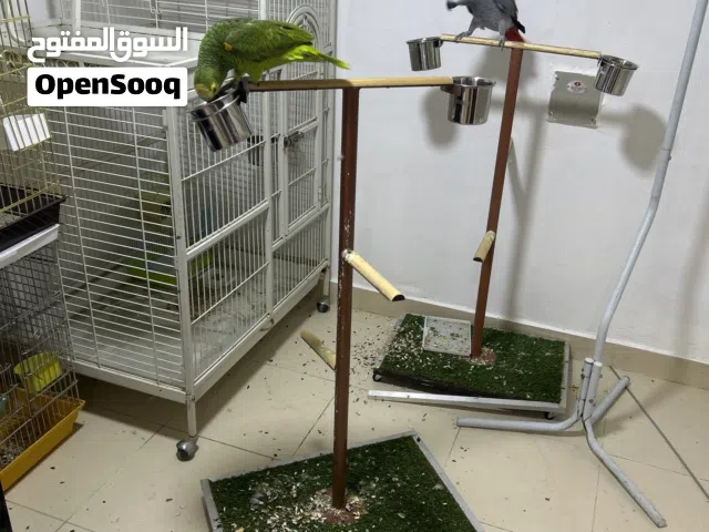 حيونات الايفه