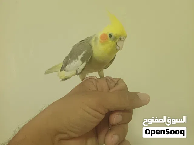 للبيع  كوكتيل  الايف