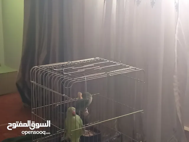 ببغاء درة و ببغاء روز