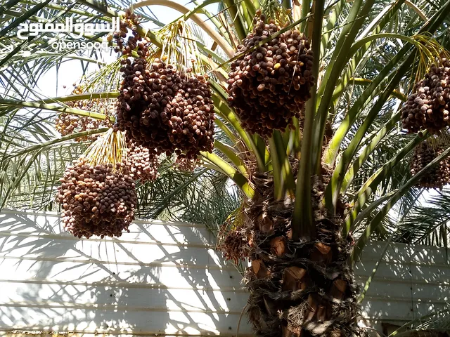 تمر برحي حر .للبيع سعر التنگه 60 الف الوزن 16 كفم