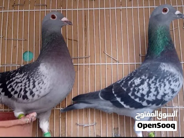 حمام.زاجل سباق من افضل خطوط الفوز والتصليح سلالات عالمية  من مسافات+طويل +وسط+قصير=ابطال الابطال