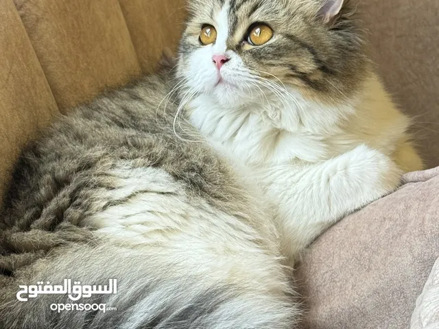 قطة للتزاوج