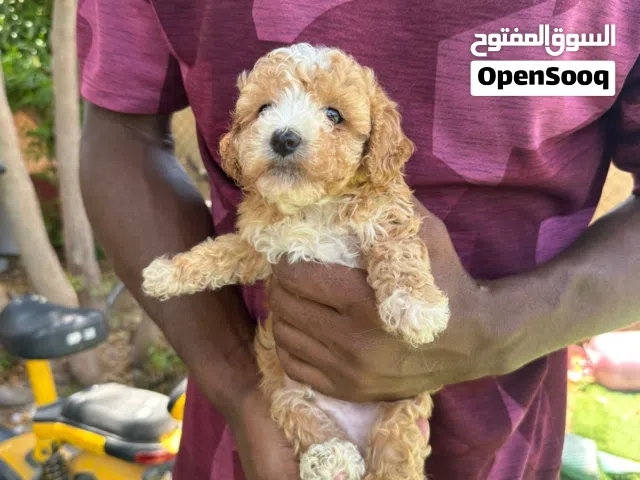 Toy poodle