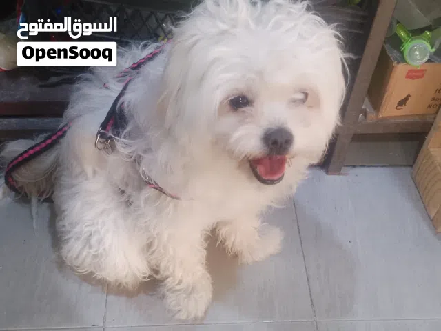 انثى ماتليز عمرها7 اشهر بصحه بصلاة على النبي