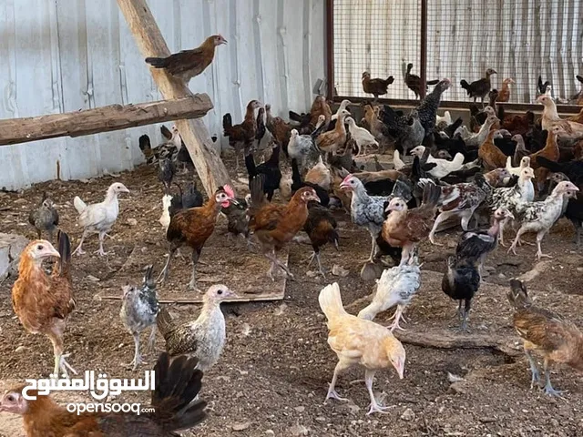 للبيع دجاج عماني العمر 3 شهر العدد 400 السعر الحبه