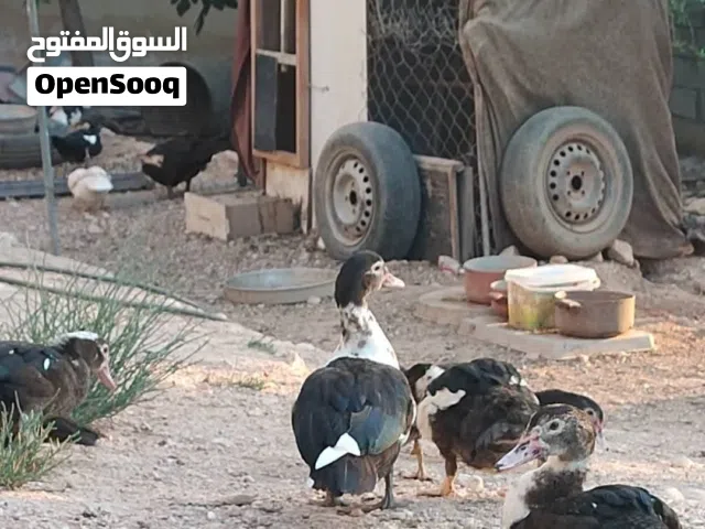 فراخ بط بلدي