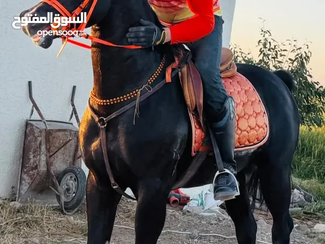 مطلوب مهر العمر سنه ونص