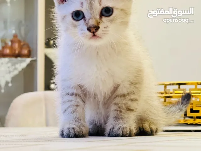 قطوس سيامي للبيع الله يبارك ناشط ولعوب