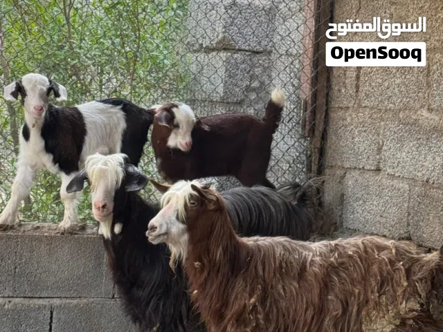غنم رحبيات