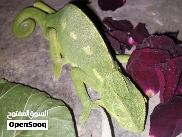 حرباء أليفه للبيع