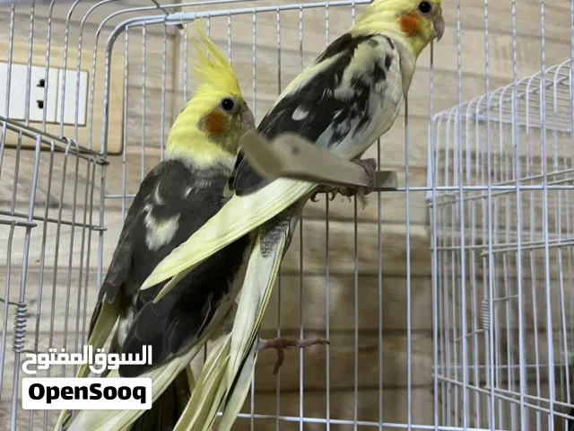 السلام عليكم اقرأ وصف