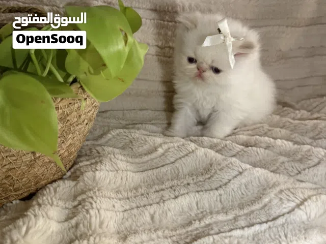 قط ذكر صغير هملايا بيكي فيس بيرشن كتن