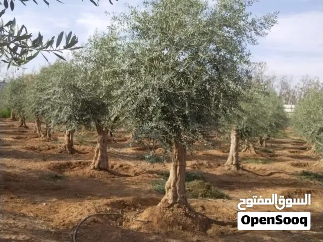 اشجار زيتون مفرع ومعمر مقصوص زينه جميع الاحجام