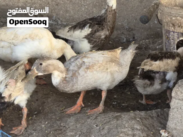بط محلي للبيع