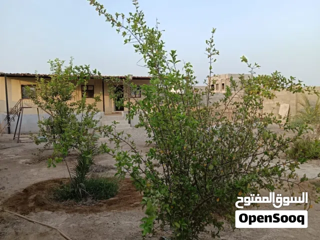 أرض للبيع السويق الصبيخي مساحة الأرض 697 متر الأرض مسوره ومزروعه بأصناف متعدده مطلوب 15الف قابل