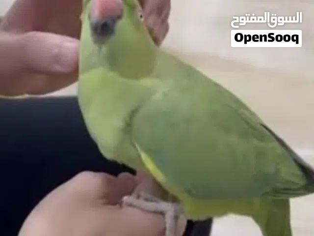 مطلوب نثيه