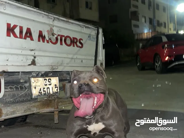 كلب بيتبول
