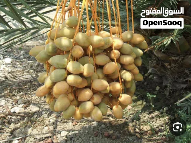نخيل للبيع