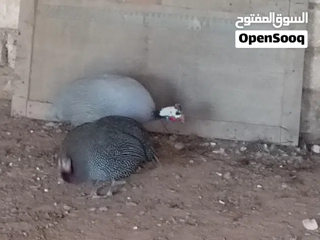 كوبية دجاج فرعوني ب الدحي قريب ترقد