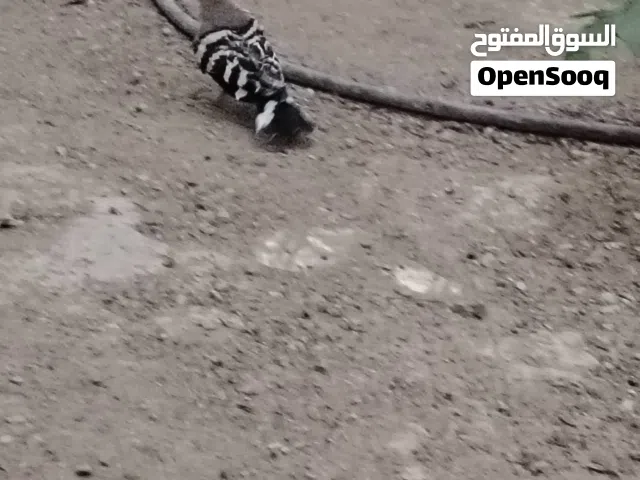 هدهد للبيع