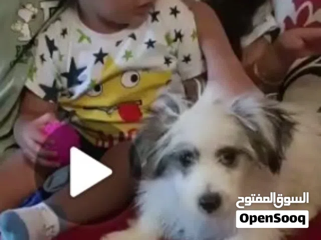 جرو ذكر وأنثى بمدينة بدر