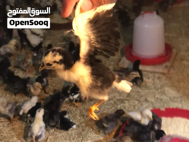 فلليس للبيع بسعر حرق