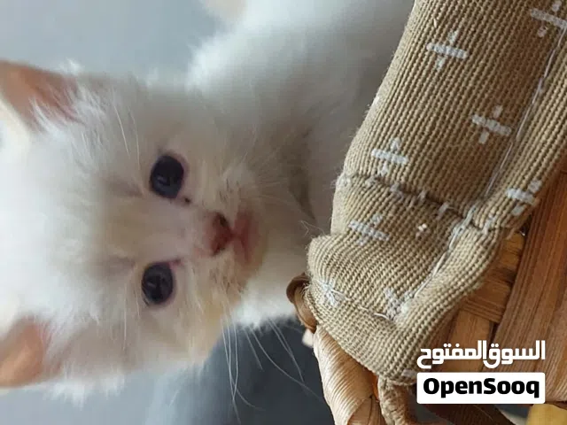 قطة هملايا  للبيع عمرها شهرين