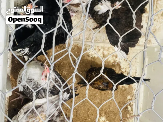 دجاج عربي للبيع