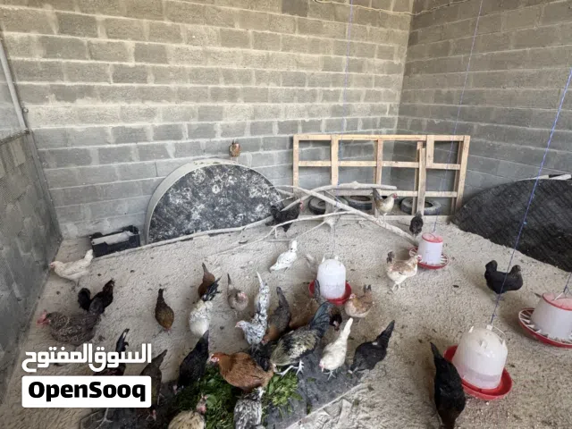 دجاج و دياكه