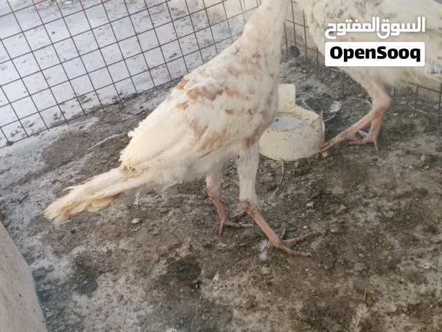 حبش هولندي للبيع ديك وفرخة او للبدل على كنار