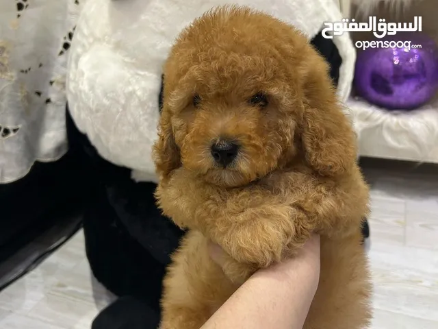 للبيع بيور بودل تي كب العمر 3 شهور