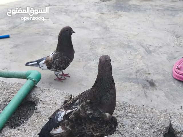 زوج تور رمانيات أقره الوصف