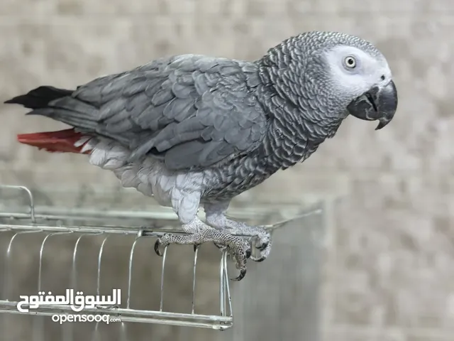 ببغاء كاسكو رمادي افريقي