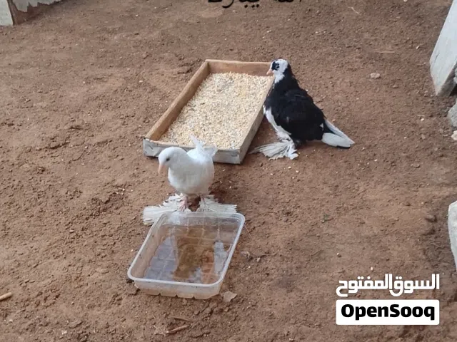 قافيه هزه الشقلاب للبيع او تبديلها كوبيا باكستانيه