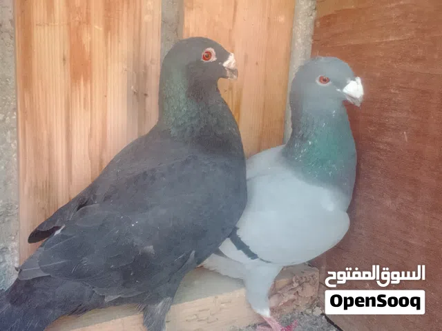 جوز هومارت
