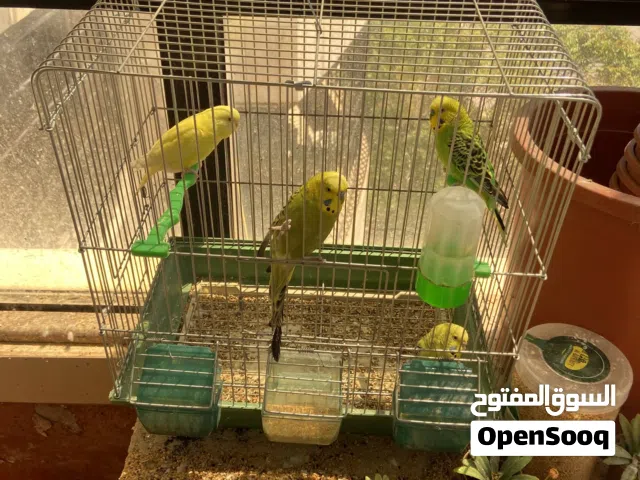 فرصه لمحبي طيور الحب عصفورين ذكر وانثى بصحه جيده مع قفص