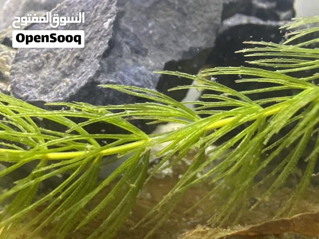 حلزون الرمشون ( Ramshorn snail )