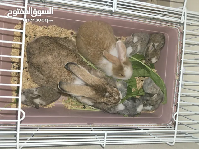 ارانب صغيره ، وزوج جاهز للانتاج