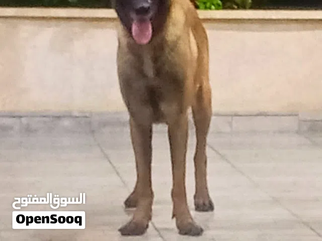 سلام عليكم نتايه مالينوا ربي يبارك علي تقرزينه    العمر سنه وشهرين  لبيع ولافاري بي نتايه كستم