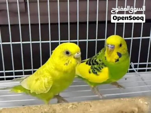 بادجي للبيع