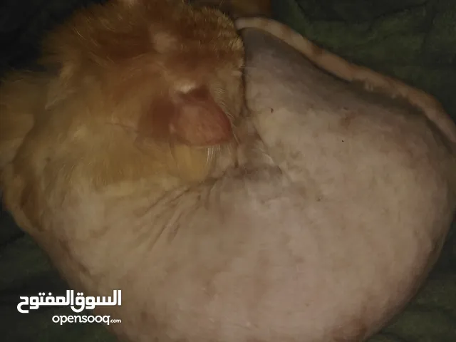 للبيع او بدل