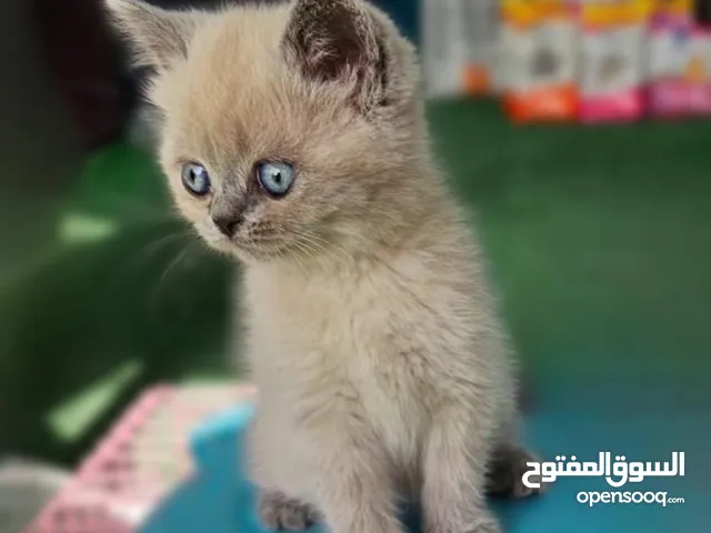 قط هملايا للبيع مع أكله وشربه وكآمل متطلباته ومعتنى به العمر شهرين يوجد مجال للتفاوض بالسعر
