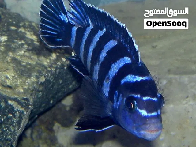 aquarium fish molly tiger warb gaurami white convict cichlid